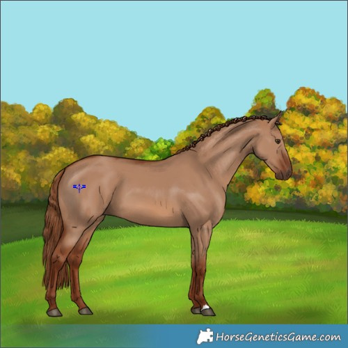 Horse Color:Red Dun 