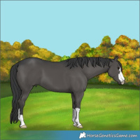 Horse Color:Black 