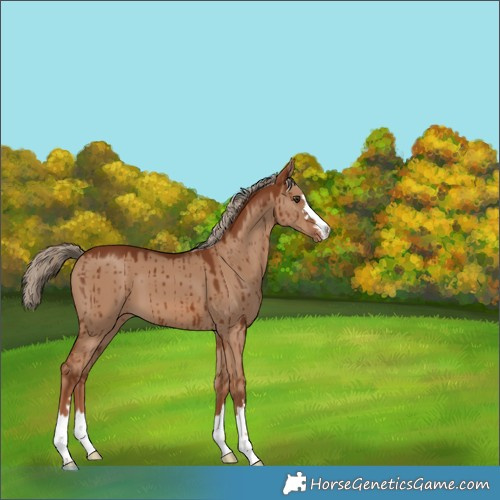 Horse Color:Red Dun Varnish Brindle 