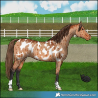 Horse Color:Bay Dun Appaloosa Brindle 