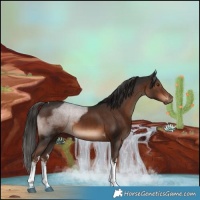 Horse Color:White Spotted Liver Chestnut Tobiano 
