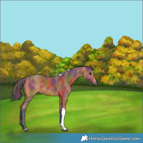 Horse Color:Nacre Bay Tobiano