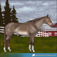 Horse Color:Liver Red Dun Tobiano Rabicano