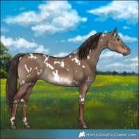 Horse Color:White Spotted Liver Red Dun Rabicano 