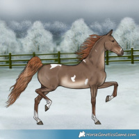 Horse Color:Liver Red Dun Tobiano Rabicano 