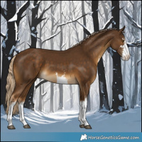Horse Color:White Spotted Chocolate Palomino 