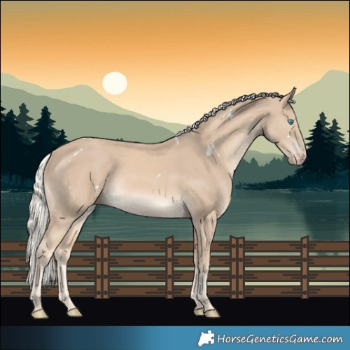Horse Color:White Spotted Cremello
