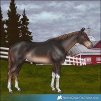 Horse Color:Liver Chestnut Tobiano 
