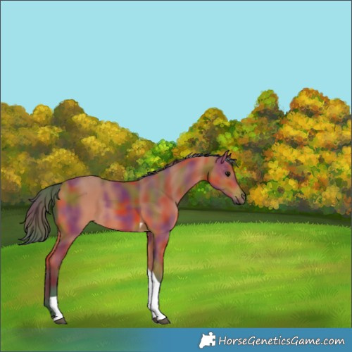 Horse Color:Nacre Bay Tobiano 