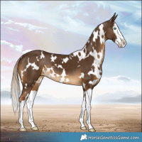 Horse Color:White Spotted Chocolate Palomino Splash