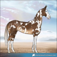 Horse Color:White Spotted Chocolate Palomino Splash