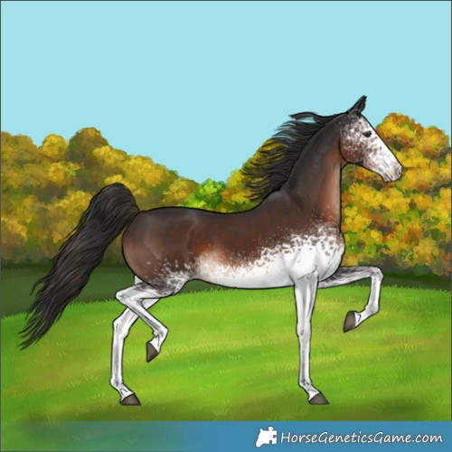 Horse Color:White Spotted Liver Chestnut 