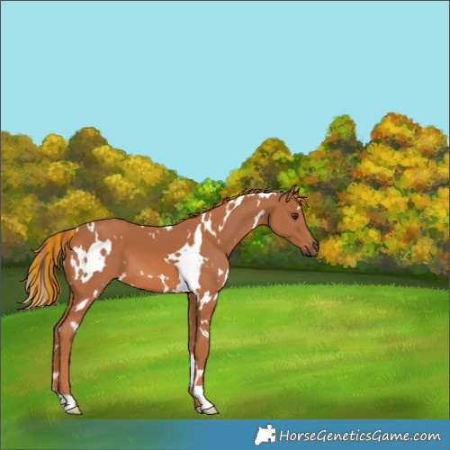 Horse Color:Painted White Spotted Chestnut 