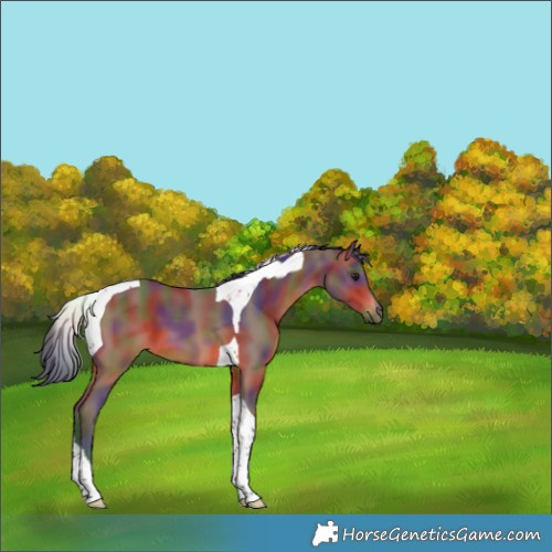 Horse Color:Nacre Bay Tobiano