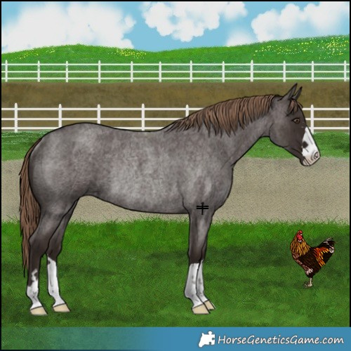 Horse Color:Liver Red Roan Rabicano 