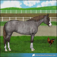 Horse Color:Liver Red Roan Rabicano 