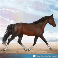 Horse Color:Liver Chestnut Tobiano