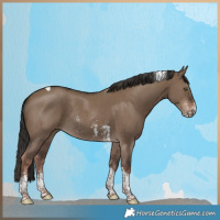 Horse Color:Liver Red Dun Sabino Tobiano Rabicano