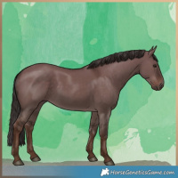 Horse Color:White Spotted Liver Red Dun Rabicano