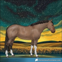 Horse Color:Liver Red Dun Tobiano Rabicano 