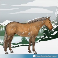 Horse Color:White Spotted Chocolate Palomino Dun Rabicano 