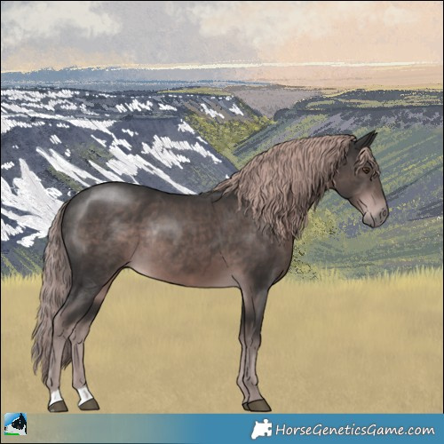 Horse Color:Platinum Liver Chestnut Rabicano