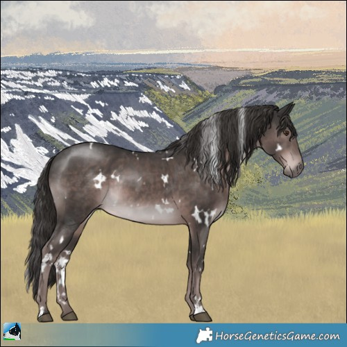 Horse Color:Platinum White Spotted Liver Chestnut Rabicano 
