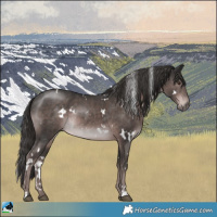 Horse Color:Platinum White Spotted Liver Chestnut Rabicano 