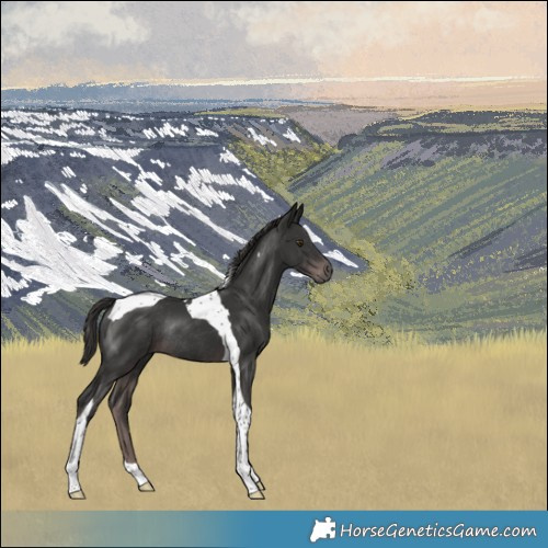 Horse Color:Platinum Liver Chestnut Tobiano Rabicano 