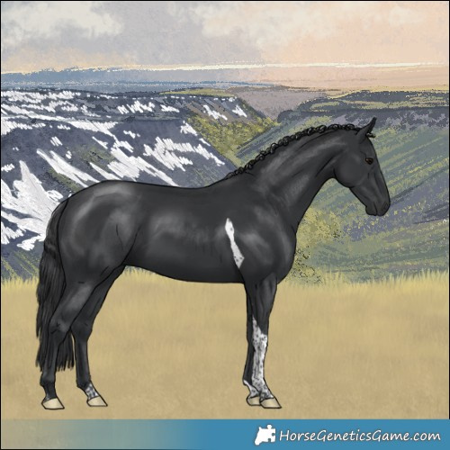 Horse Color:Platinum Black Tobiano 