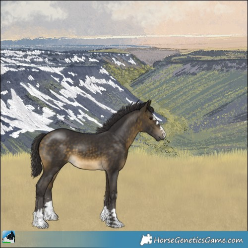 Horse Color:Buckskin 