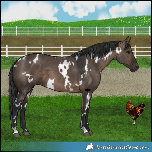 Horse Color:White Spotted Brown Dun 