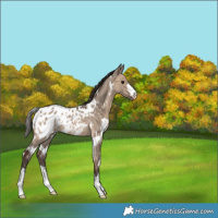 Horse Color:White Spotted Bay Dun Appaloosa