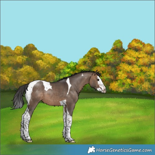 Horse Color:Brown Dun Splash Tobiano 