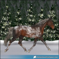 Horse Color:Liver Chestnut Tobiano