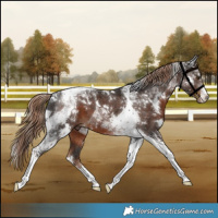 Horse Color:White Spotted Liver Chestnut Tobiano 