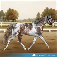 Horse Color:White Spotted Liver Chestnut Tobiano