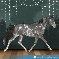 Horse Color:White Spotted Liver Chestnut Sabino Rabicano 