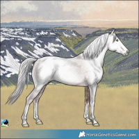 Horse Color:Gray Platinum White Spotted Gold Champagne Rabicano 