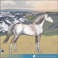 Horse Color:Gray Platinum White Spotted Gold Champagne Rabicano 