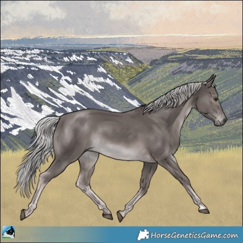 Horse Color:Platinum Chocolate Palomino Rabicano 