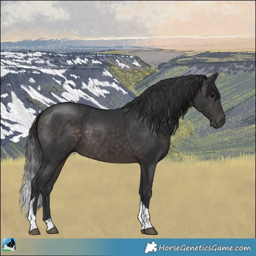 Horse Color:Platinum Brown Tobiano Rabicano