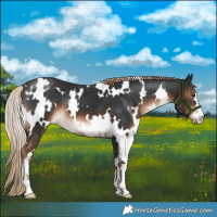 Horse Color:White Spotted Liver Chestnut
