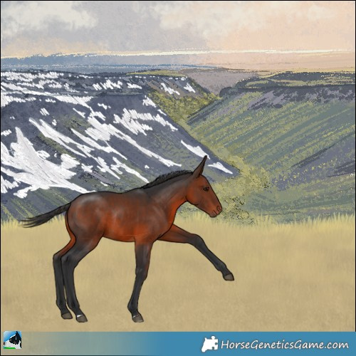 Horse Color:Brown Rabicano 