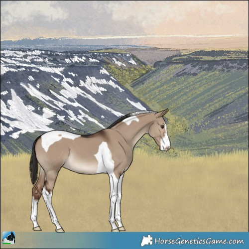 Horse Color:White Spotted Liver Red Dun Tobiano 