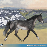 Horse Color:Platinum Brown Rabicano 
