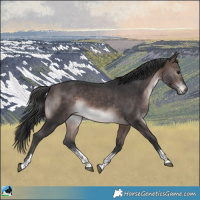 Horse Color:Platinum Brown Sabino 