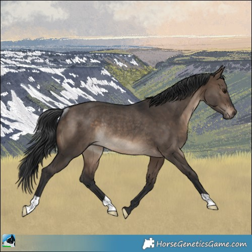 Horse Color:Brown Dun Rabicano 