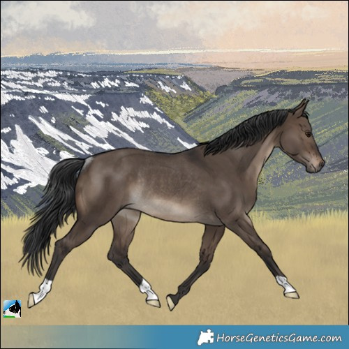 Horse Color:Brown Dun Rabicano