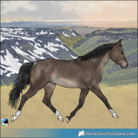 Horse Color:Brown Dun Rabicano